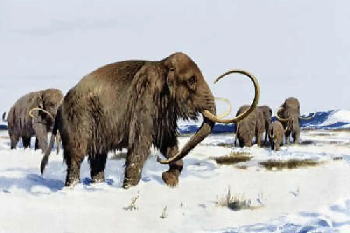 รัสเซียจับมือเกาหลีใต้เตรียมโคลนช้างแมมมอธ