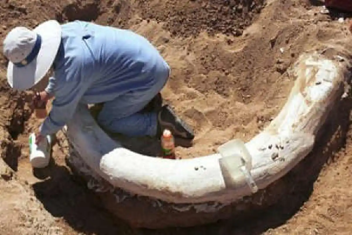 รัสเซียจับมือเกาหลีใต้เตรียมโคลนช้างแมมมอธ