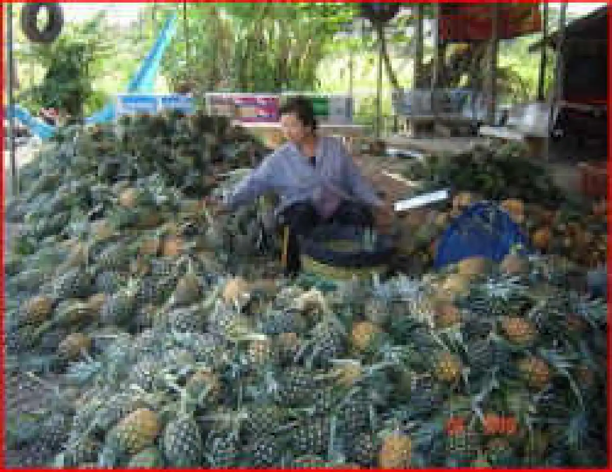 สินค้าเกษตรยุคปูตกอับโงหัวไม่ขึ้น