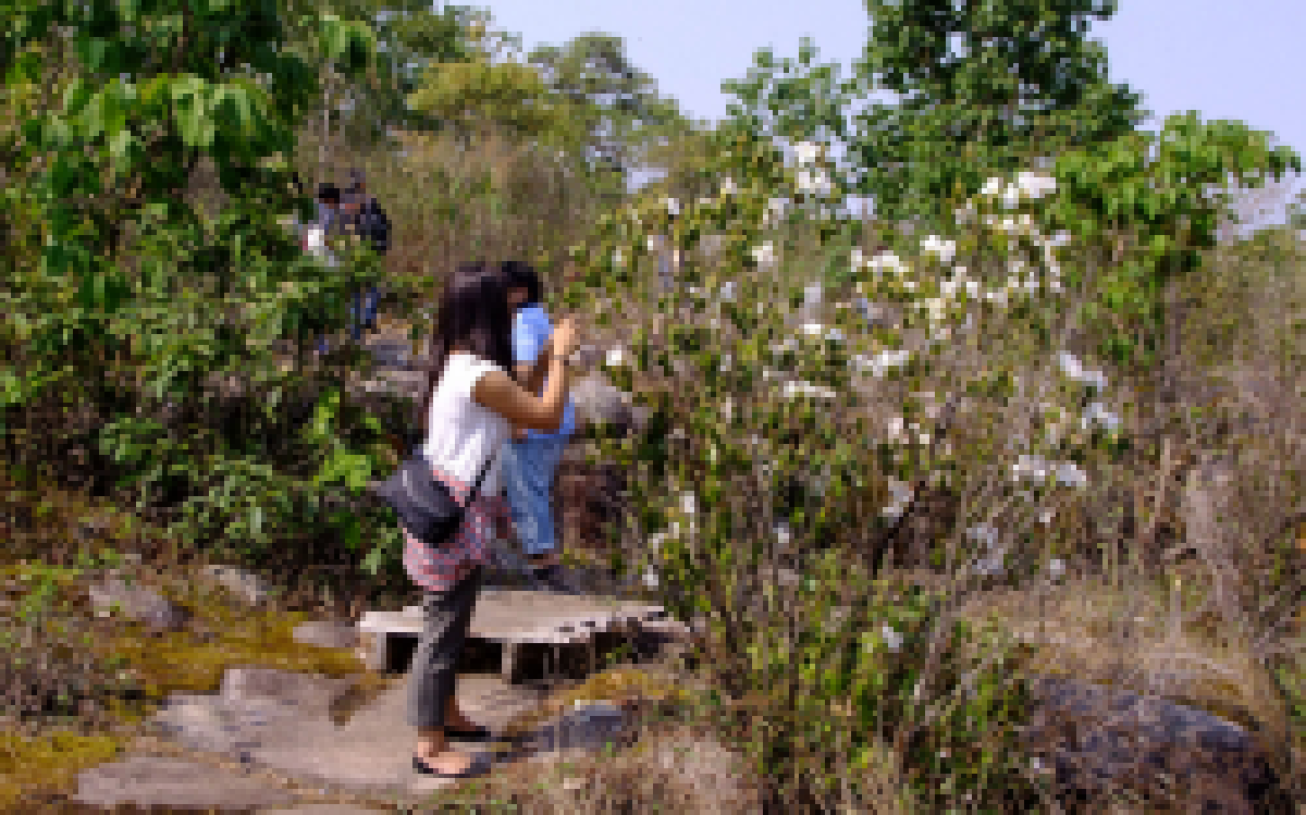 แห่ชมกุหลาบขาวบานบนอช.ภูหินร่องกล้า