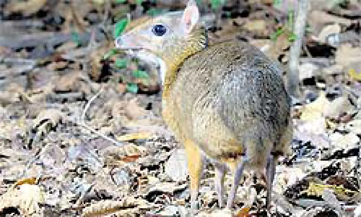 กระจงน้อย(กลอยใจ)