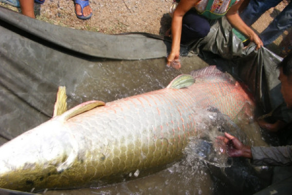 ชาววังน้อยจับปลาซ่อนยักษ์หนัก150กก.