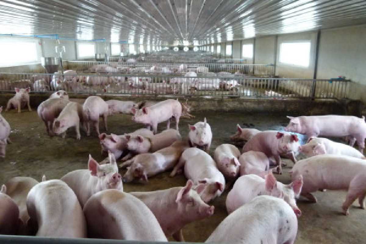 ร้องรัฐเลิกคุมราคาหมู ร้องรัฐเลิกคุมราคาหมู