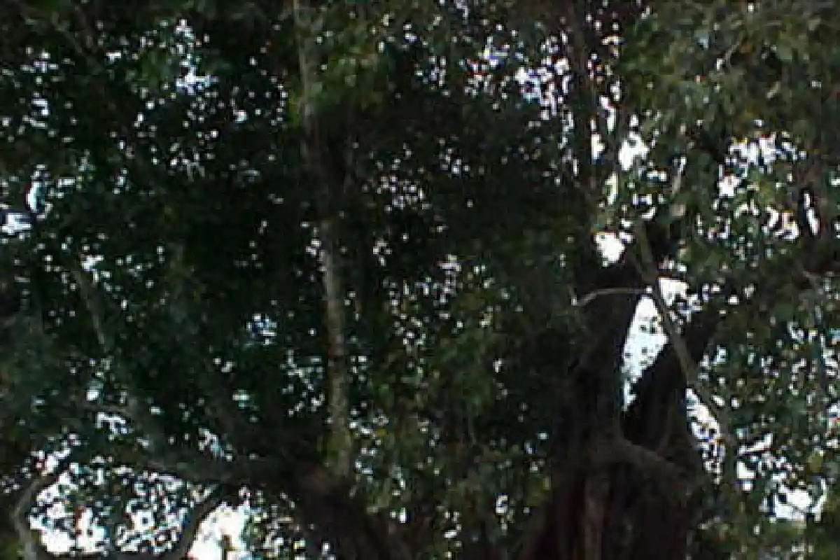 กิ่งโพธิ์หักทับชาวเพชรบูรณ์ดับ3