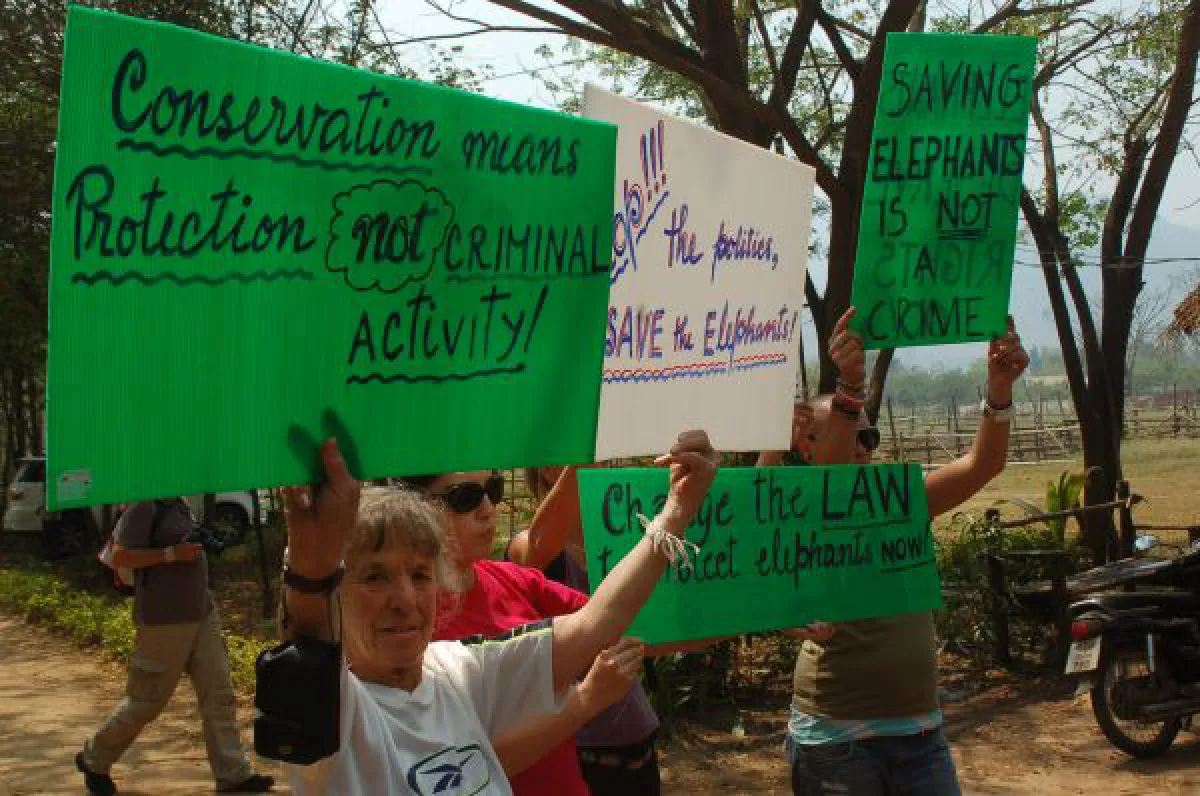 elephant seizure