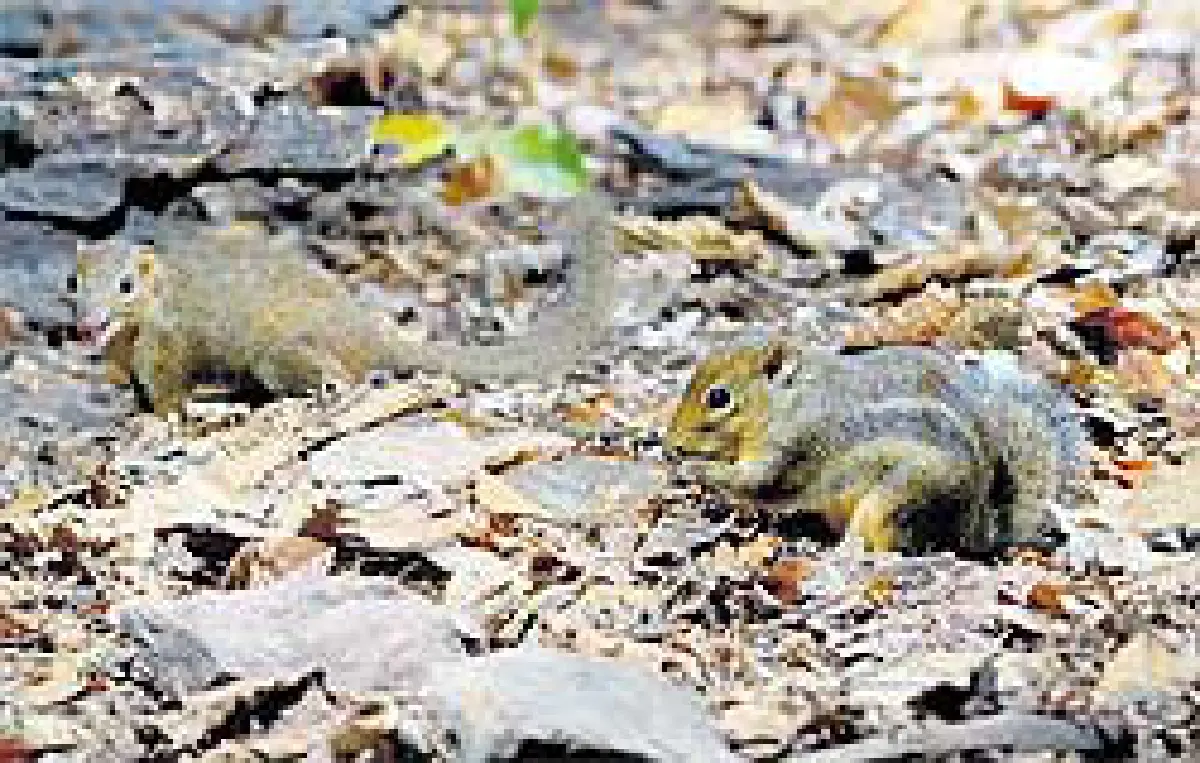 กระจอกเฒ่าไม่เข้าท่า