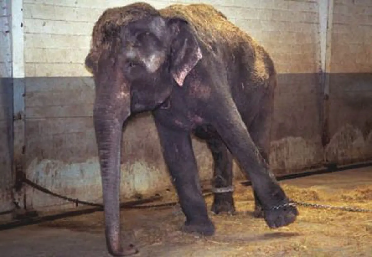 elephant