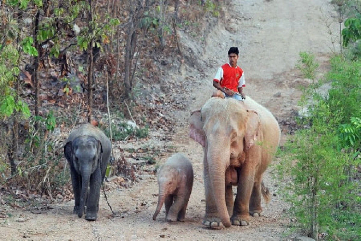 พม่าโชว์ตัวช้างเผือก 2 แม่ลูก