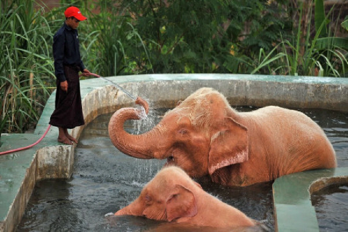 พม่าโชว์ตัวช้างเผือก 2 แม่ลูก