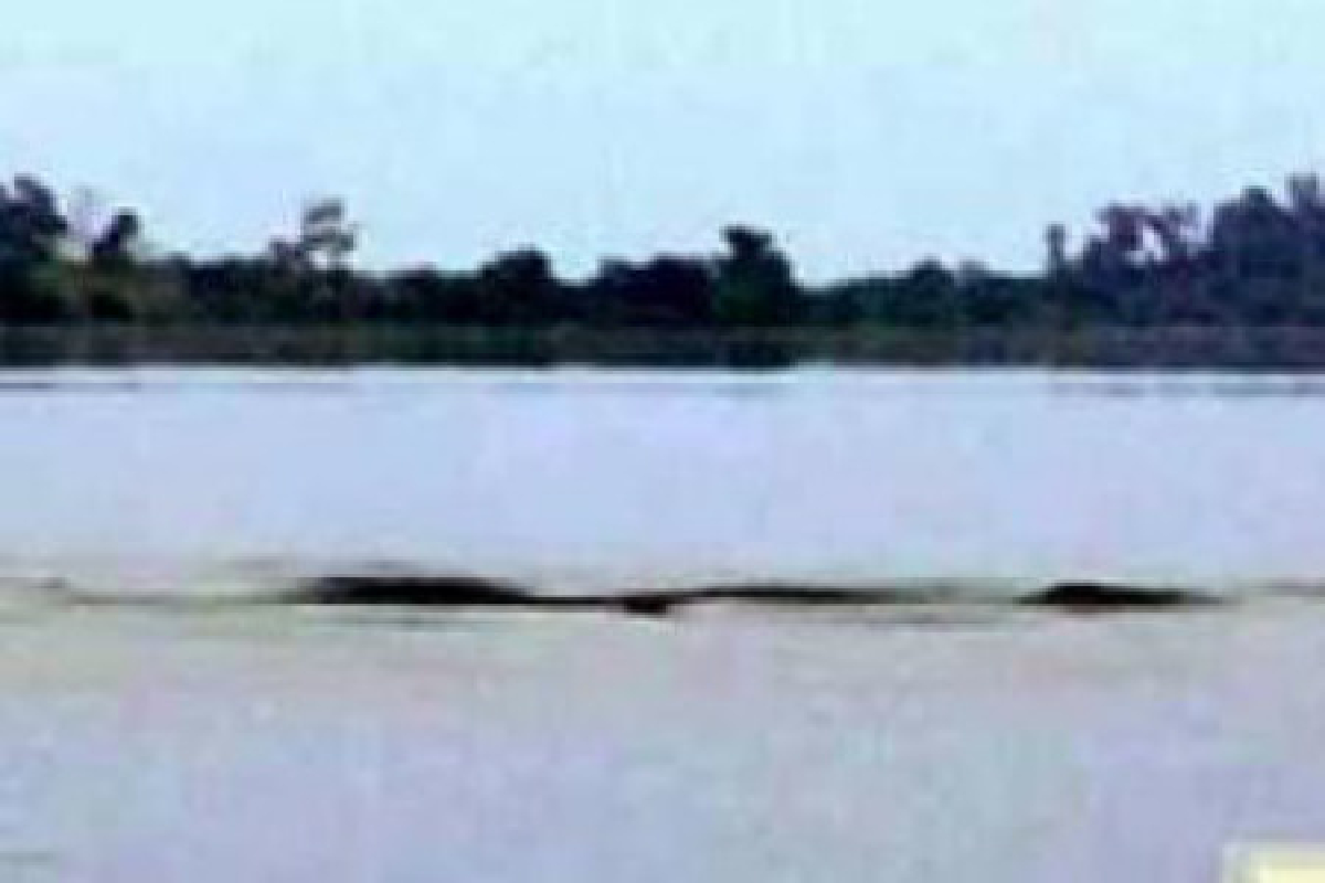 แห่เฝ้าดูพญานาคโผล่กลางหนองหาน แห่เฝ้าดูพญานาคโผล่กลางหนองหาน