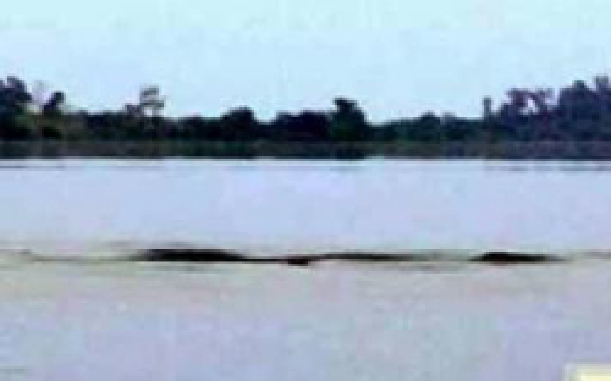 นักวิชาการชี้พญานาคหนองหานเป็นสัตว์เลื้อยคลาน