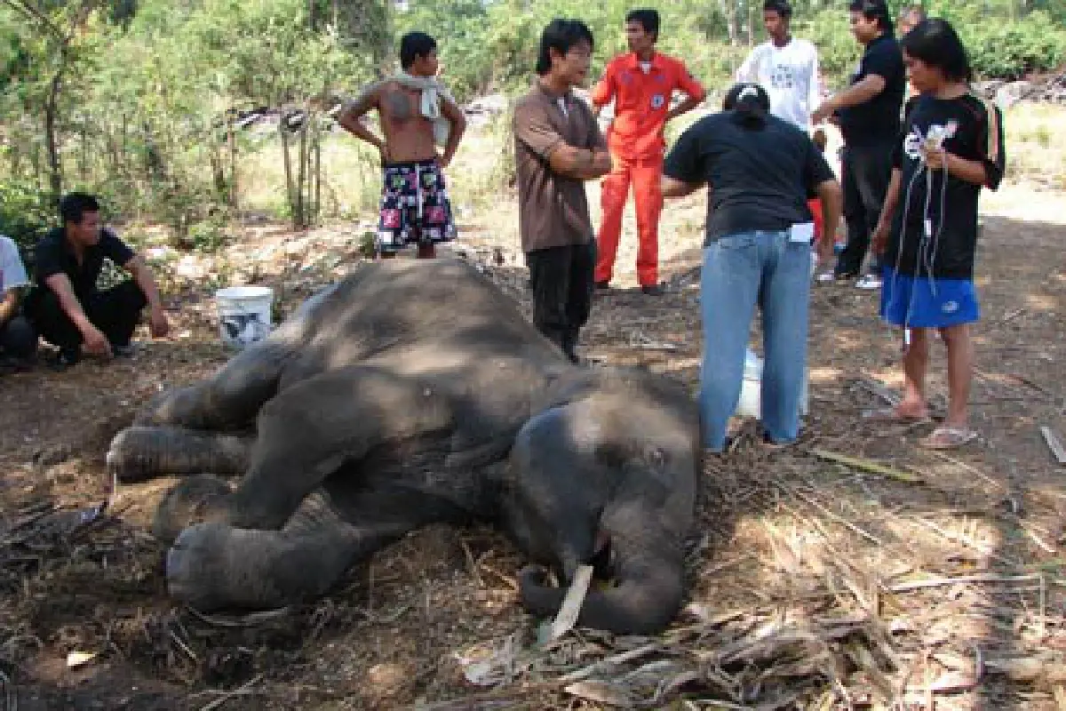 ฝูงต่อรุมต่อยพลายจัมโบ้ล้ม