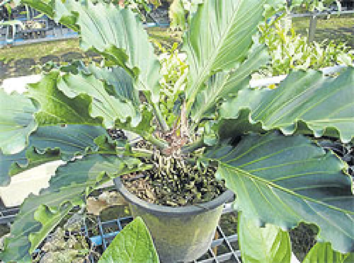 ปรากฏการณ์หน้าวัวใบ