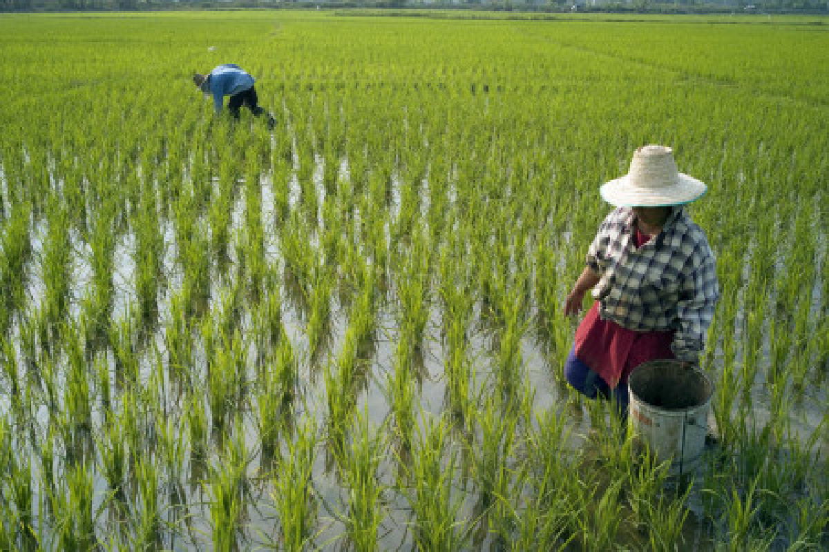 ศธ.จัดหลักสูตรม.6เพื่อเกษตรกร ศธ.จัดหลักสูตรม.6เพื่อเกษตรกร