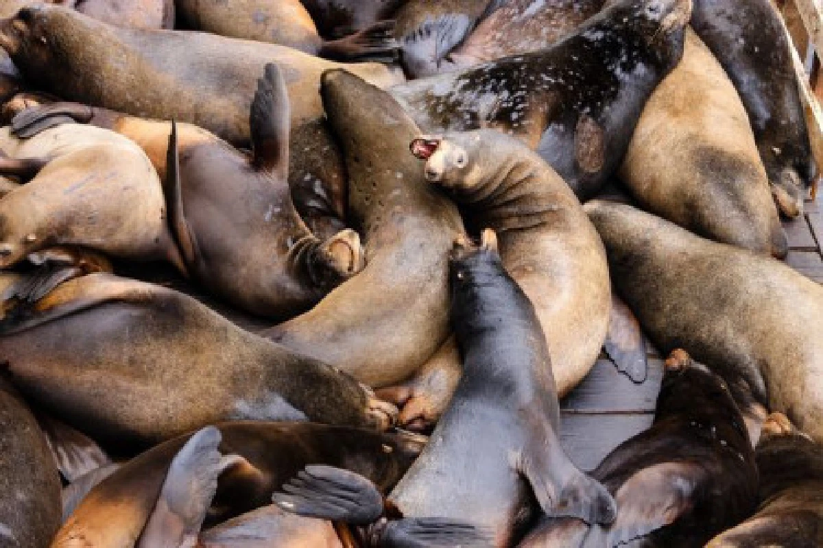 หนาวจัดฝูงสิงโตทะเลยึดท่าเรือนอนรวมกัน