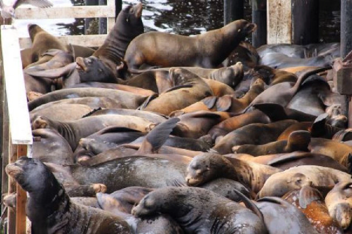 หนาวจัดฝูงสิงโตทะเลยึดท่าเรือนอนรวมกัน