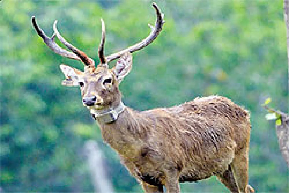 ละองหลงทาง