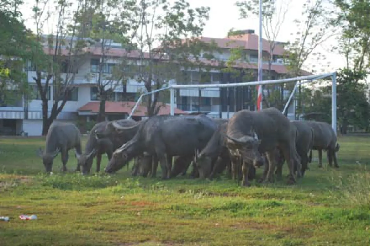 แตกตื่นควายฝูงใหญ่หลุดเข้ากลางเมืองพิษณุโลก