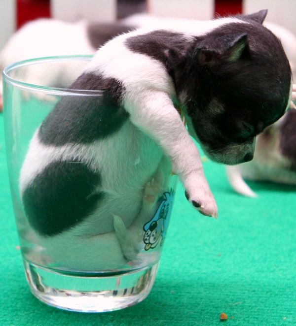 Is a noisy dog keeping you awake?