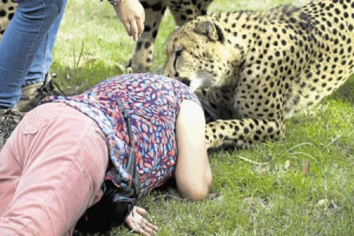 เสือชีตาห์ตะปบนักท่องเที่ยวหญิงคากรง