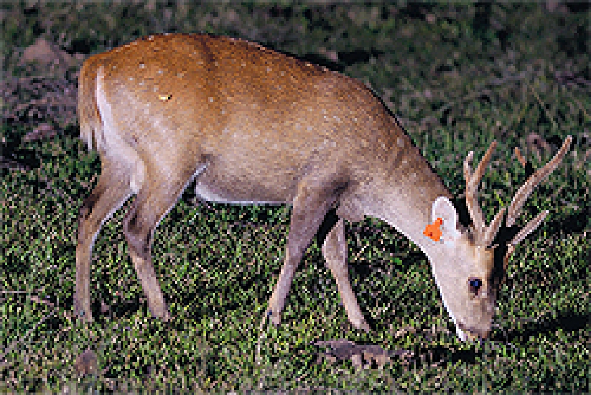 ทรายตาสวย