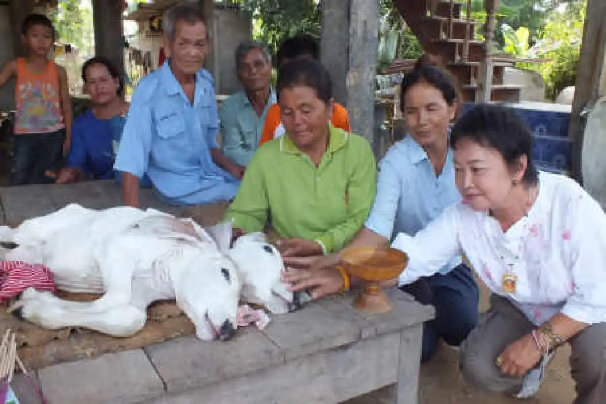 คนพิมายแห่ขอโชคลาภลูกวัว2หัว