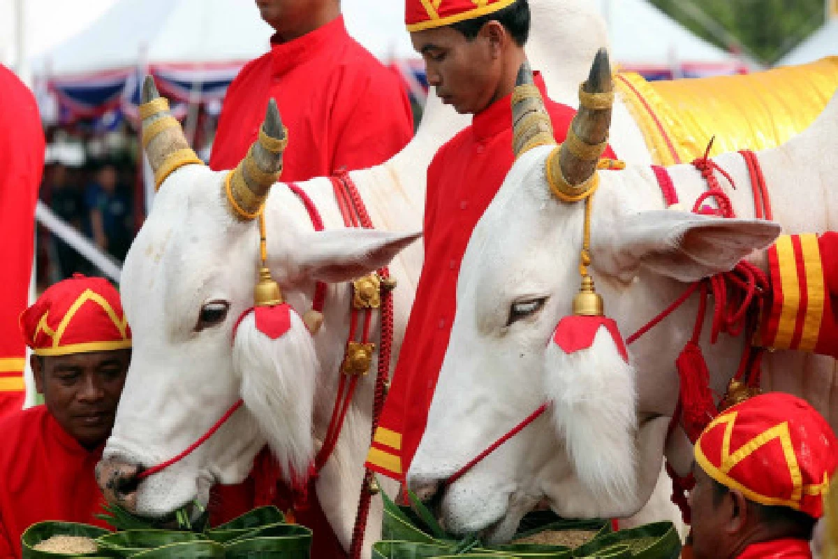 สมเด็จพระบรมฯเสด็จงานพระราชพิธีพืชมงคล