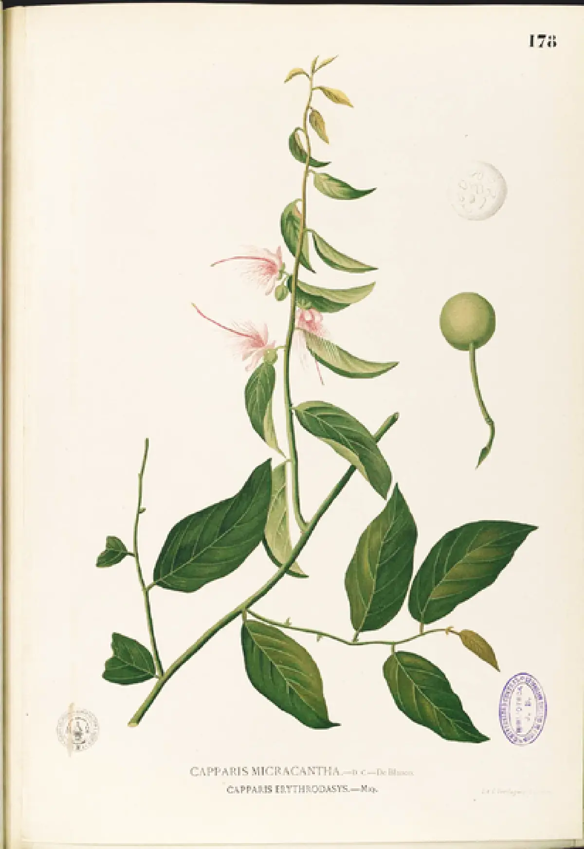 Saving Thailand's wild medicinal plants