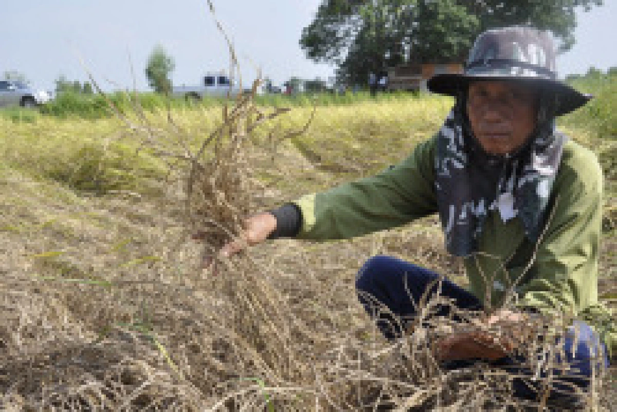 ชาวนาโคราชอ่วมเพลี้ยระบาดนาพัง4พันไร่