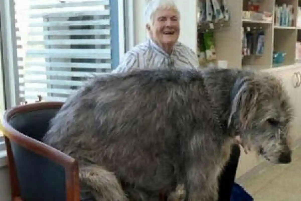 เผยภาพน้องหมาไซส์ยักษ์สุดน่ารัก