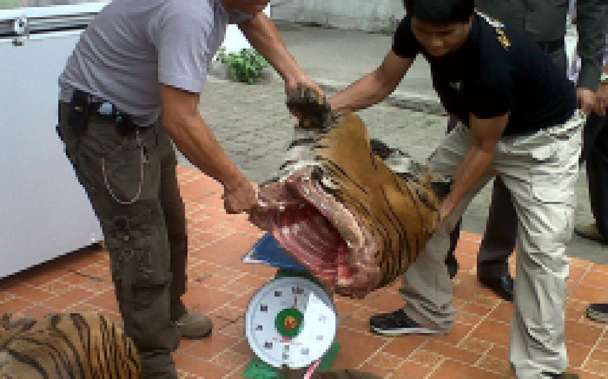 รวบชาวเวียดนามซุกซากเสือ