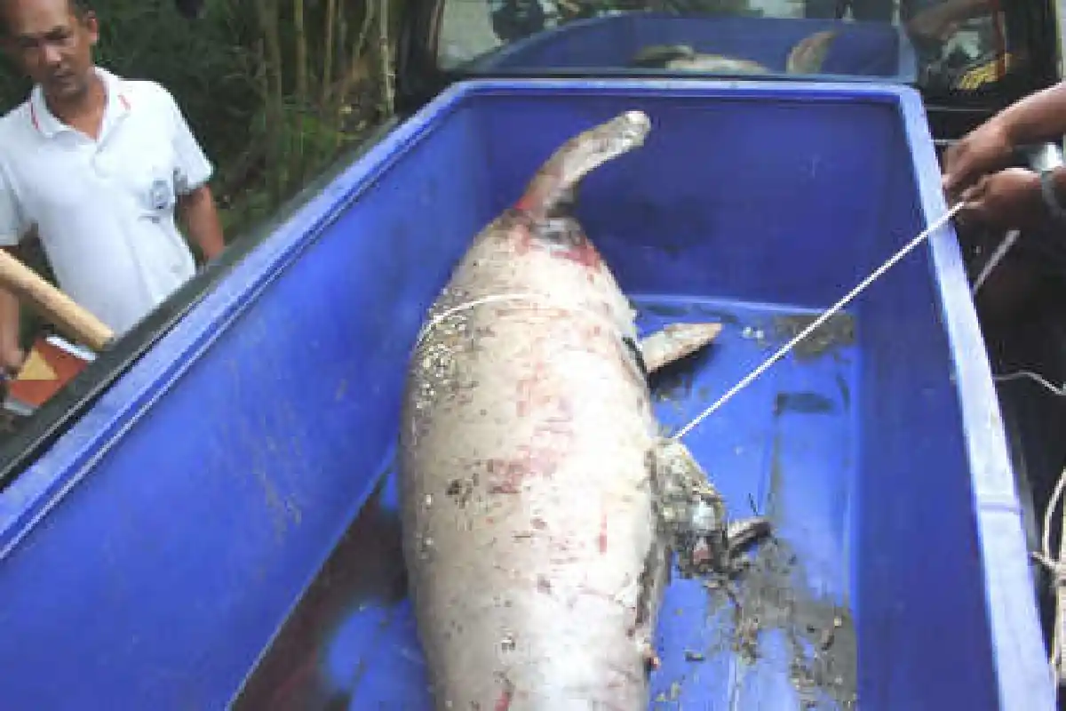 พบซากพะยูนหนัก 180 กก.ถูกฆ่าแล้วตัดเขี้ยว