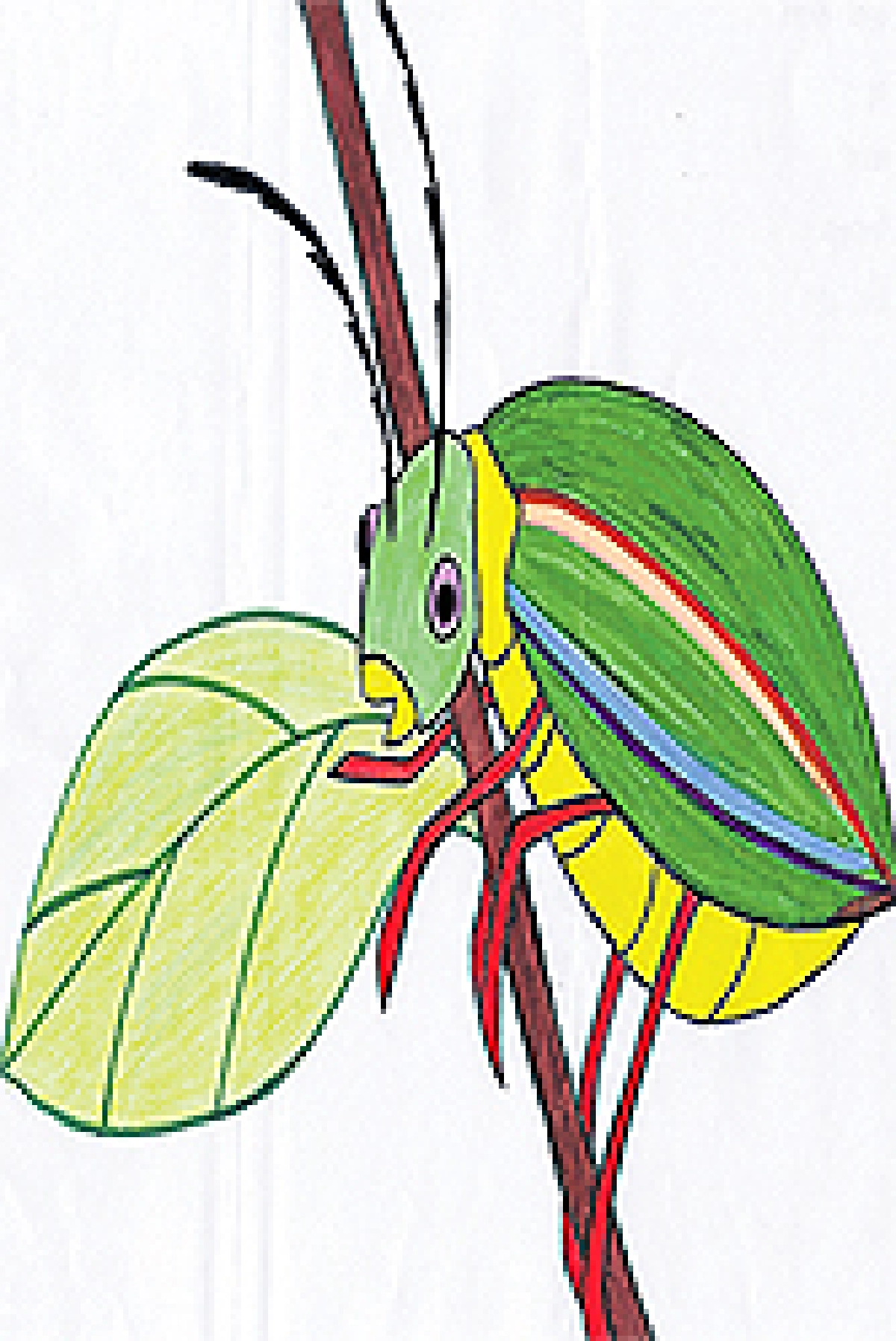 นกยูงกับแมลงทับ น่ารักจัง