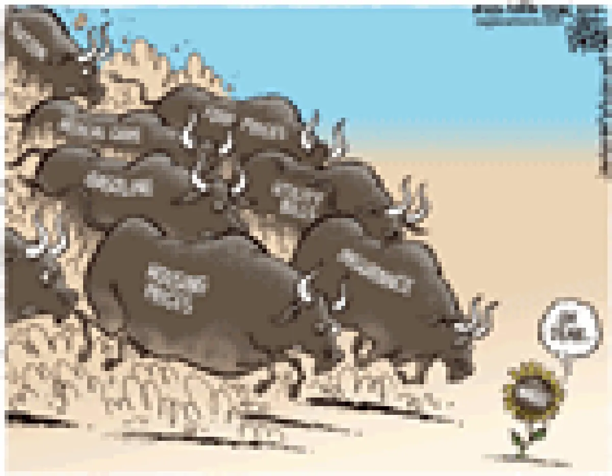 stampede