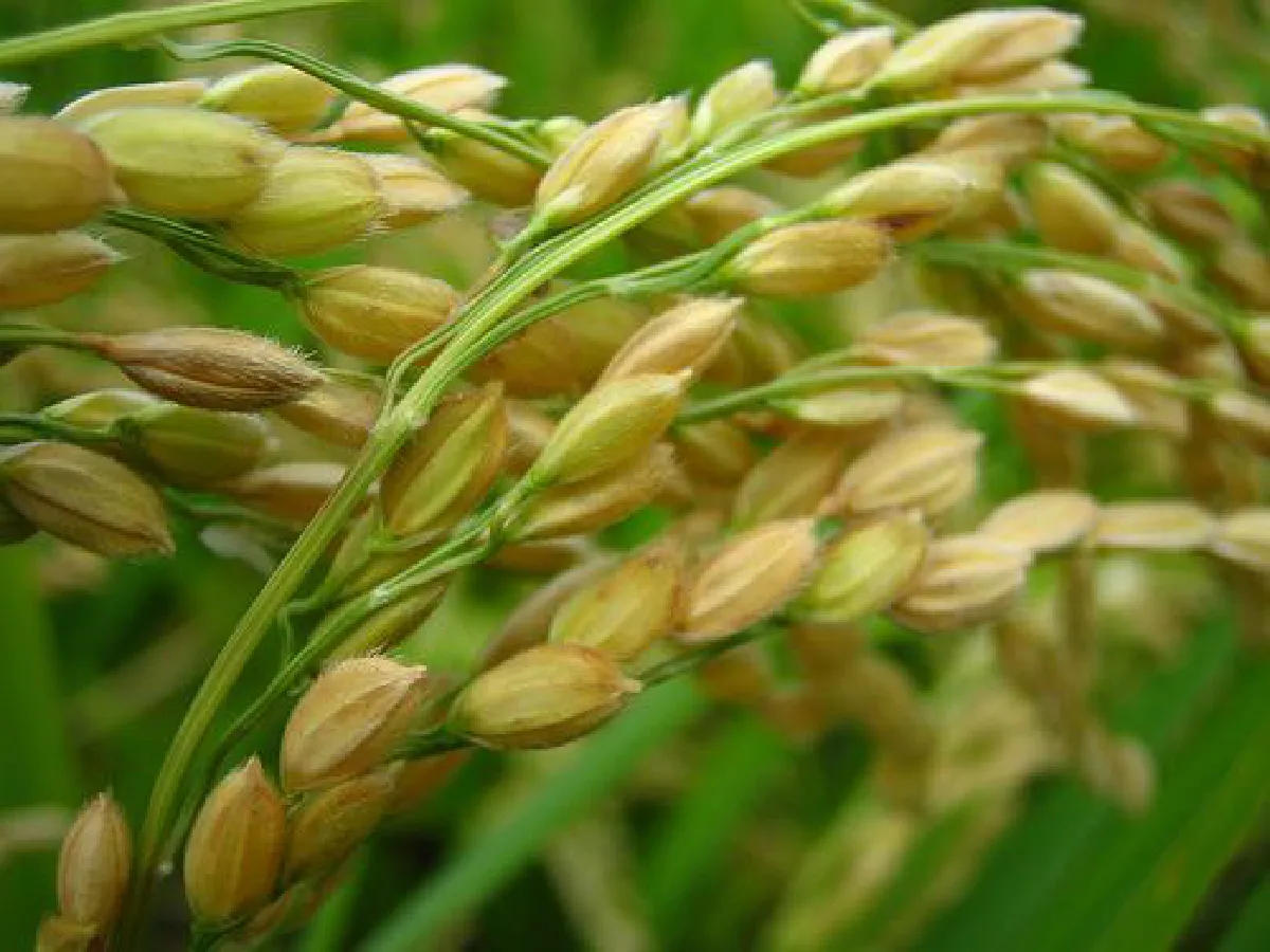 Govt rice prices ignore global markets: Road to ruin?