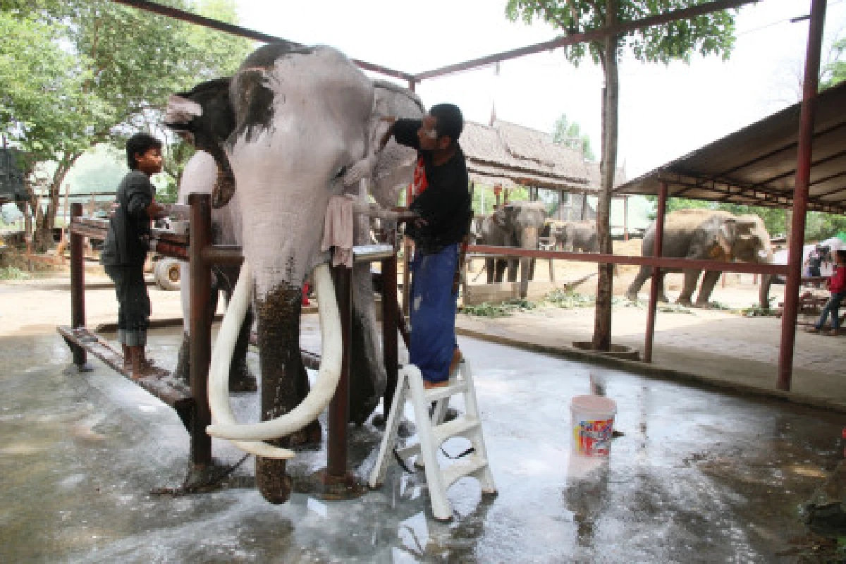 อยุธยาเตรียมช้างรับเสด็จฯทุ่งมะขามหย่อง