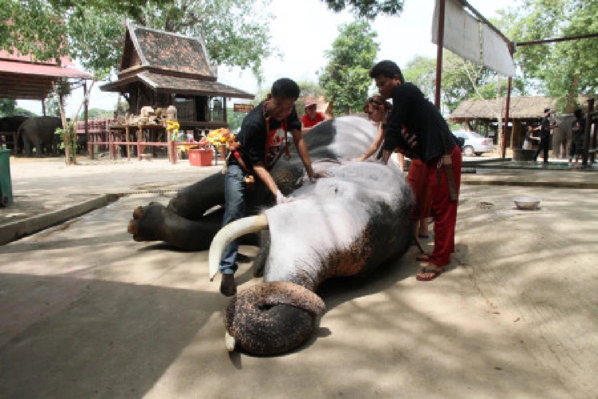 อยุธยาเตรียมช้างรับเสด็จฯทุ่งมะขามหย่อง