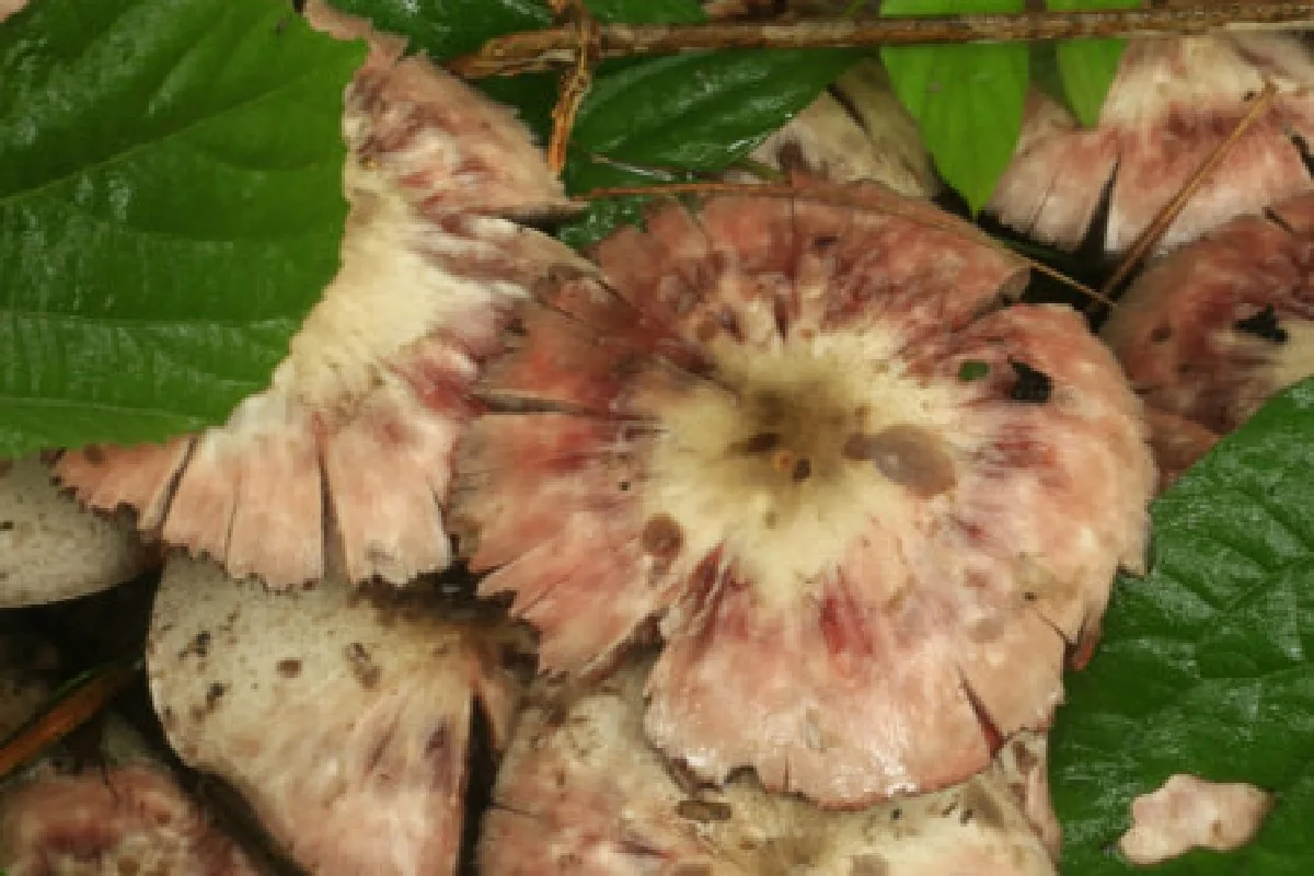 หมอเตือนเห็ดพิษกินแกล้มเหล้าถึงตาย