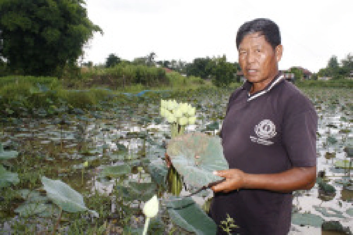 เกษตรกรนครพนมหันทำนาบัวเพิ่มรายได้