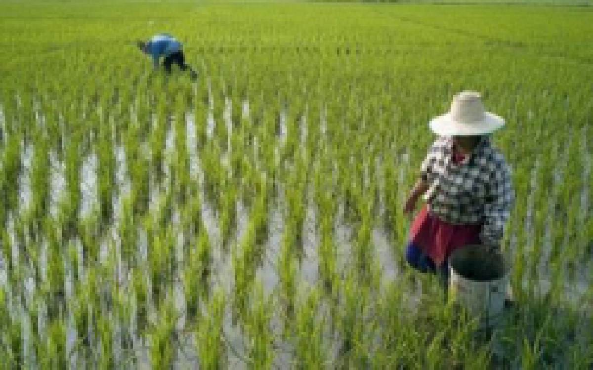 ฉี่หนูระบาดเสียชีวิต 7 ราย