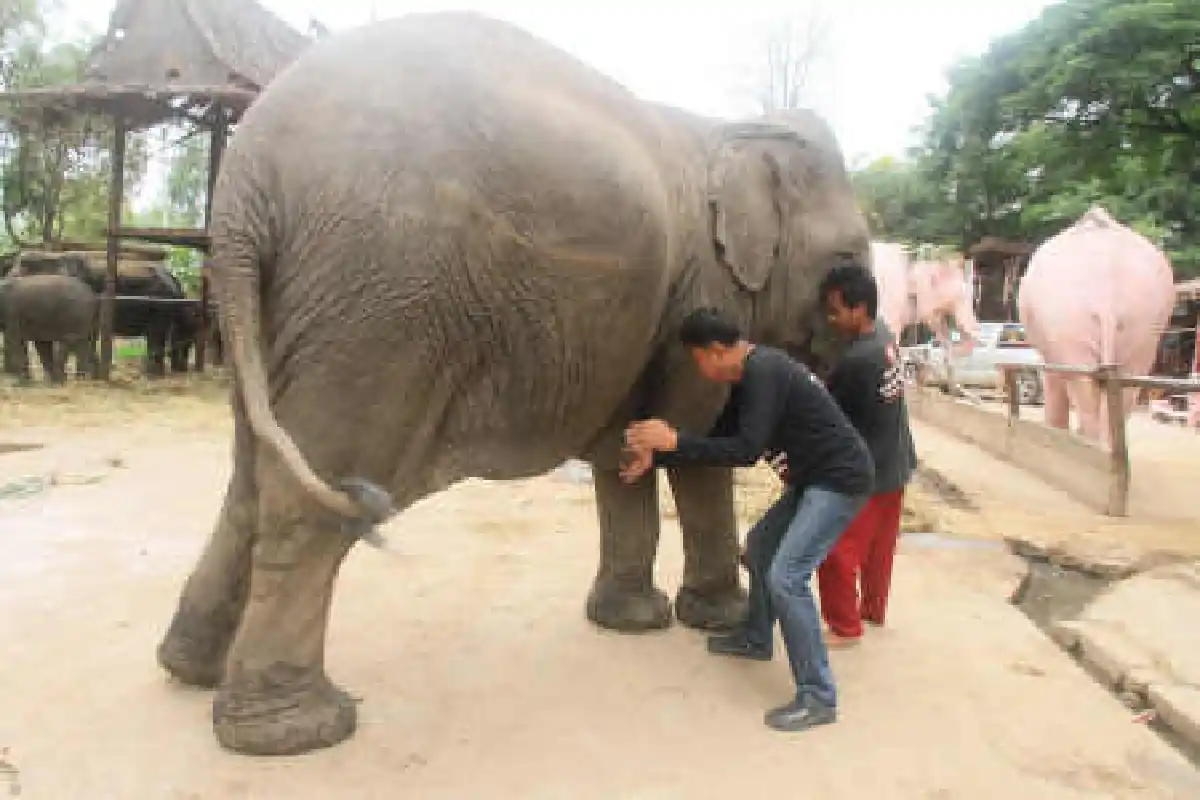 ลุ้นแม่ช้างพังโสภาตกลูกแฝด