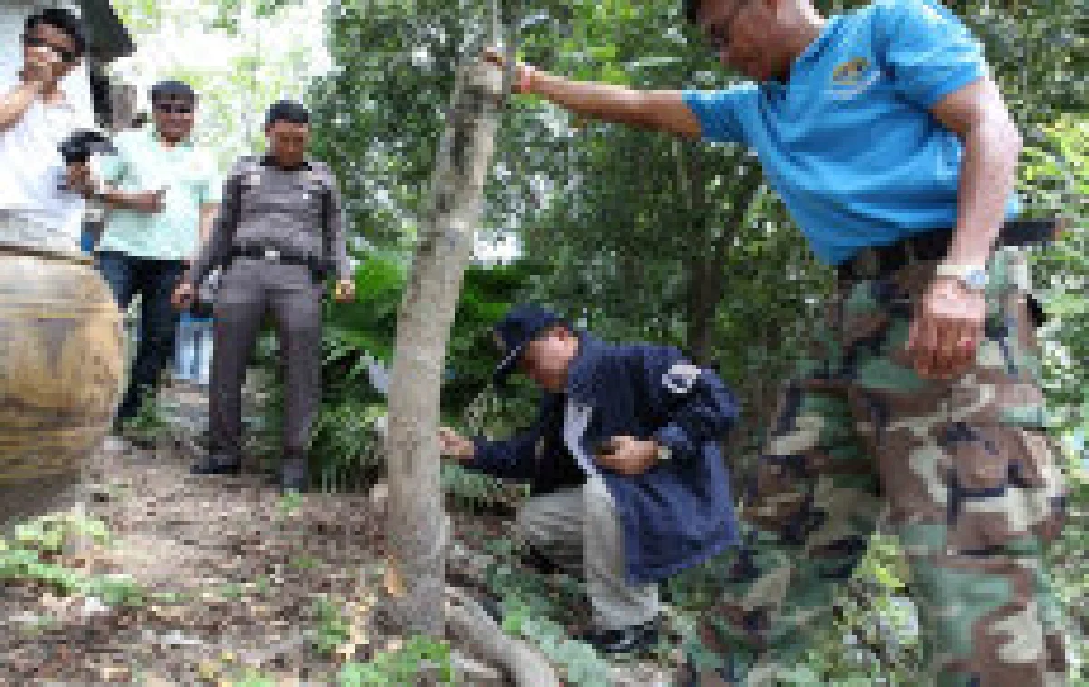 กองปราบลุยตัดต้นกระท่อมในกทม.