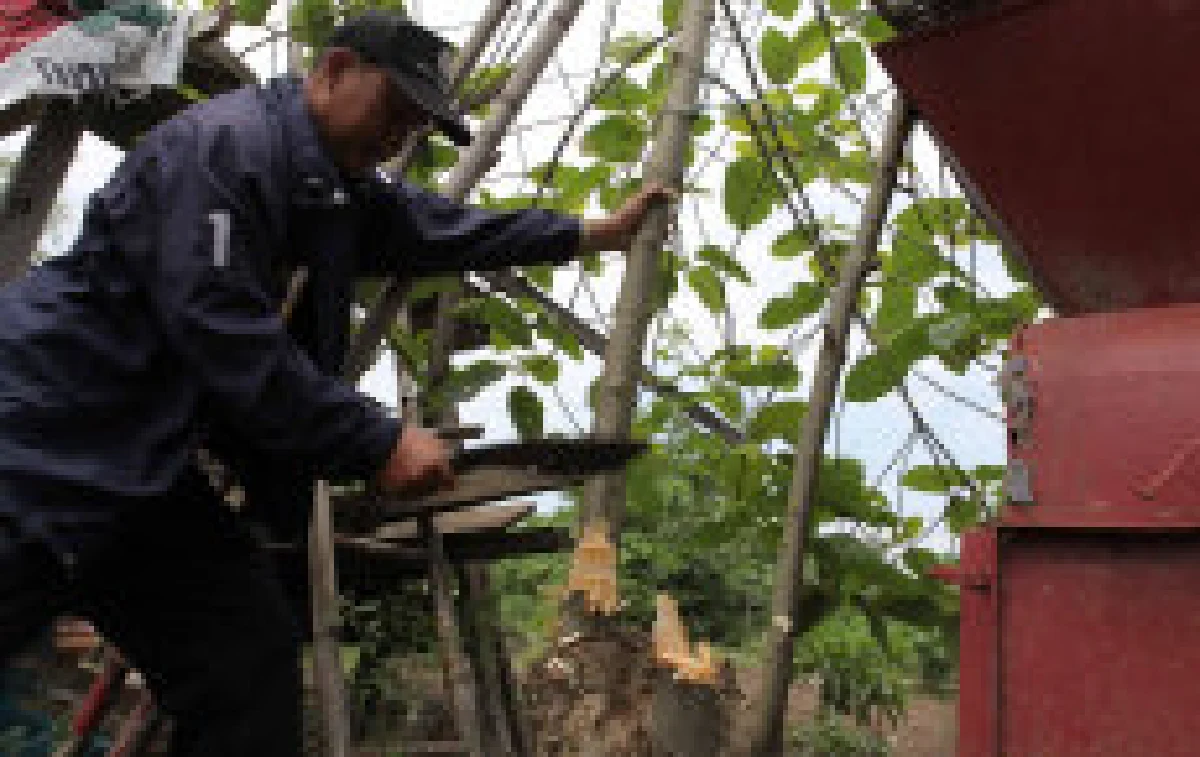 กองปราบลุยตัดต้นกระท่อมในกทม.
