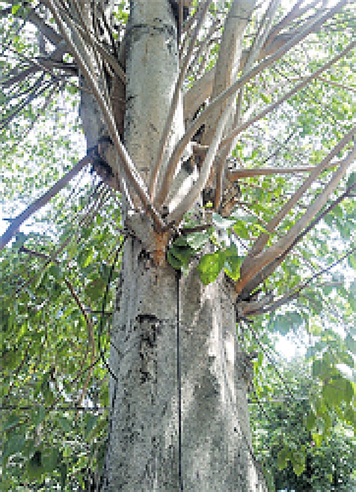 ไม้ป่าเชิงเขาใหญ่ที่นครนายก