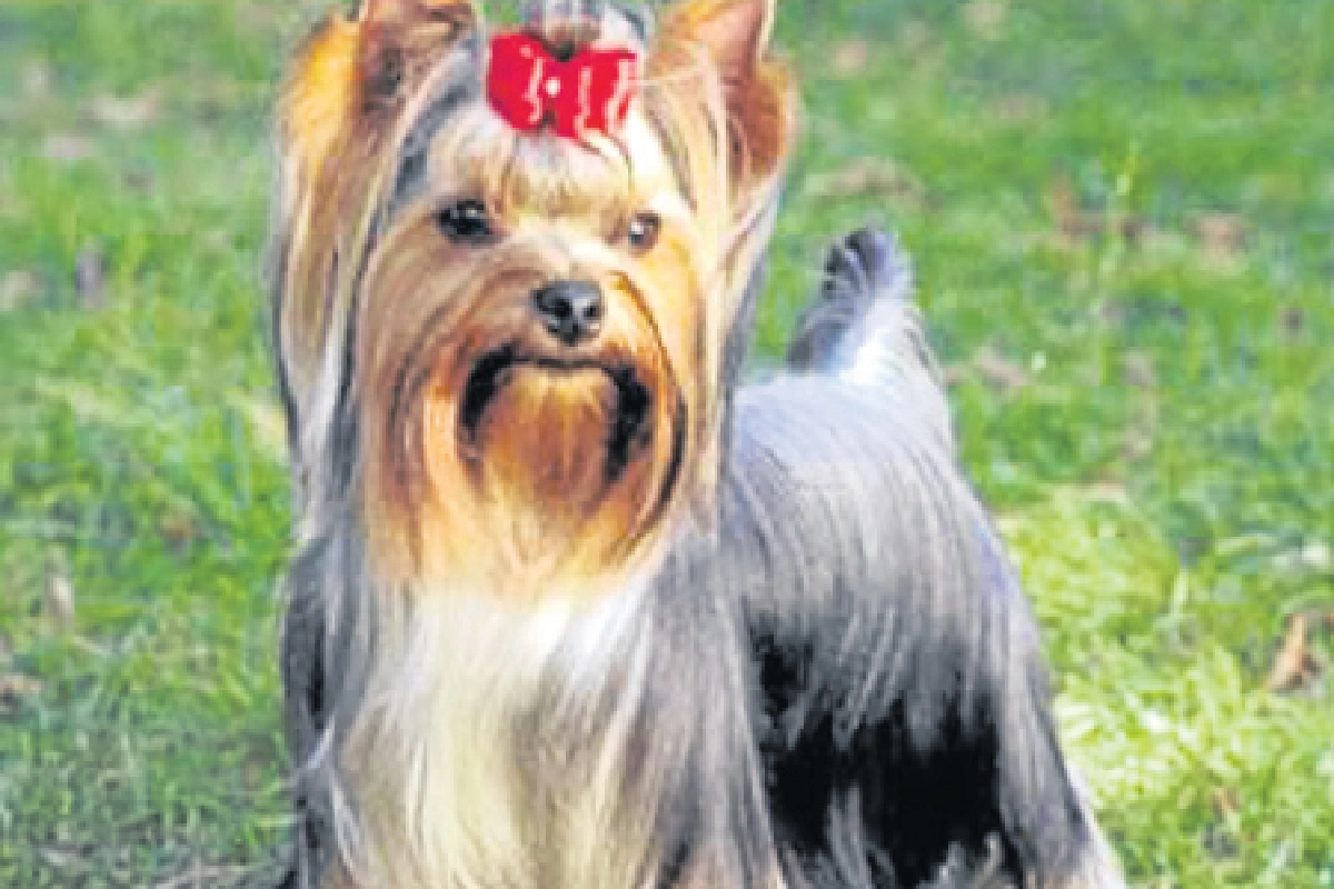 เดอะสตาร์คู่ใจครูโจ้ ‘สุธีศักดิ์ ภักดีเทวา’