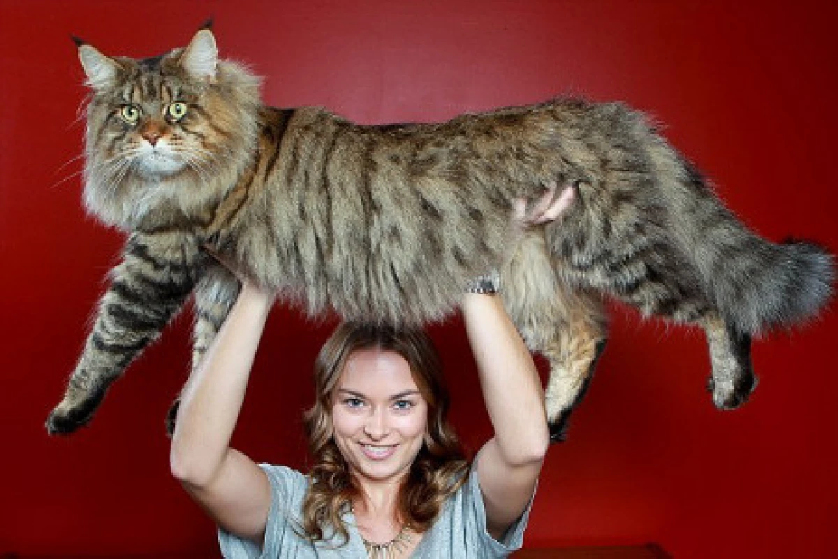 ซูเปอร์เหมียวไซส์ยักษ์