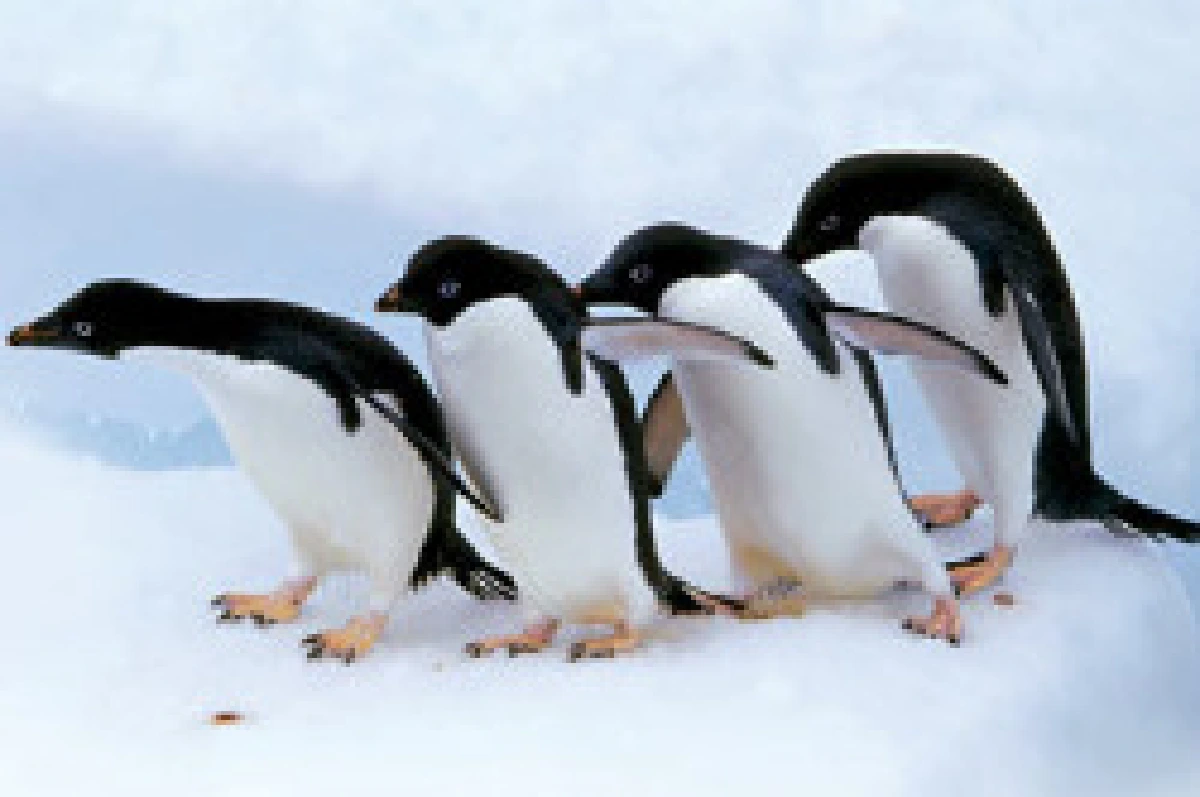 เผยด้านมืดเพนกวินสุดหื่น