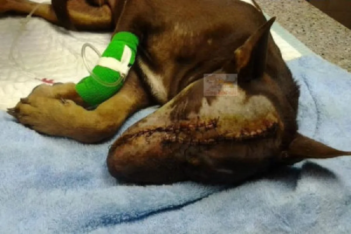 ย้ายดาบตำรวจฟันหมาเร่ร่อนตาย