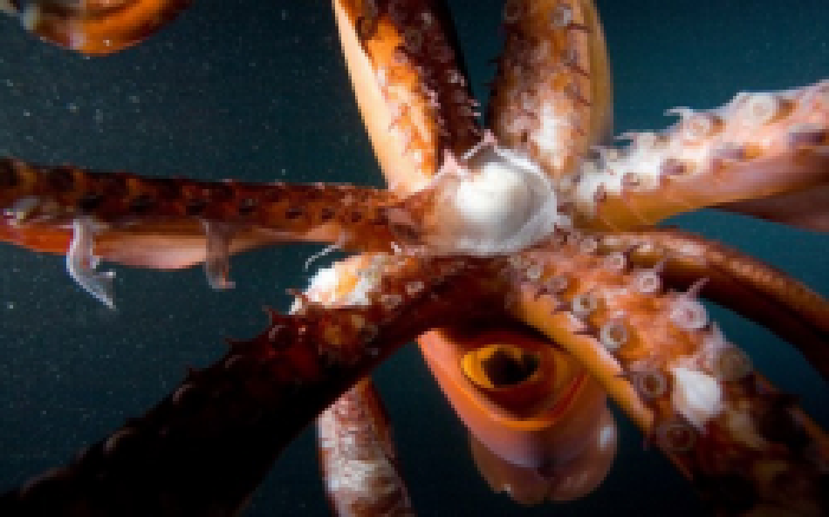 ตะลึง!พบลูกปลาหมึกโตในปาก12ตัว