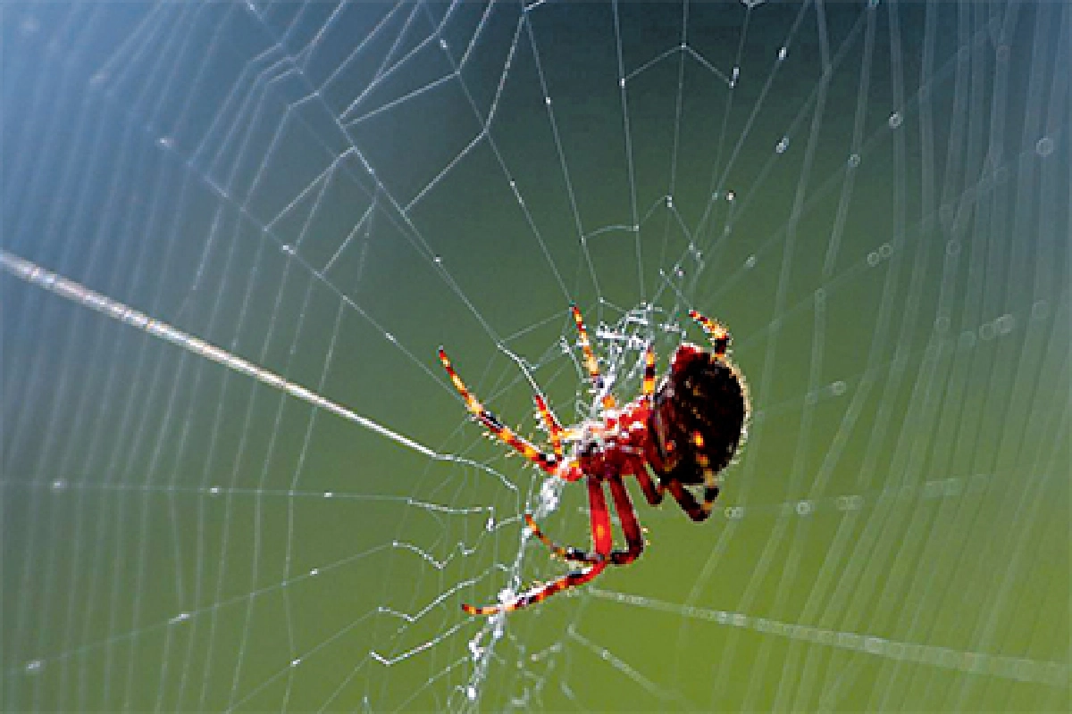 เปิดโปงด้านมืดสัตว์โลกแสนรัก 'เราหื่นกว่าที่คุณคิด!'